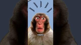 Transplante De Cabeza En Monos 