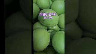 매실청 담그기  #매실청 #매실효능 #청매실