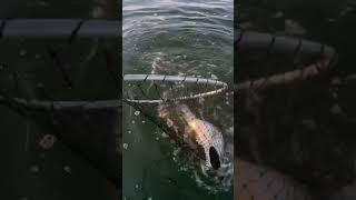 Massive striped bass moved into raritan bay!