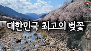 3월 4월 국내 최고의 벚꽃 여행지 하동 십리벚꽃길입니다. 화개장터, 쌍계사, 벚꽃 개화상황, 하동야생차박물관, 컨싱턴리조트 지리산하동점, 하동 가볼만한곳, 하동 여행