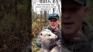 Man picks up an Opposum & talks facts about them