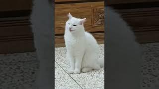 #catlovers  #shortvideo #cutecat