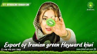 Export of iranian Hayward green kiwi : Best quality with best price