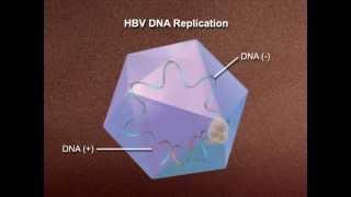 Hepatitis Drug - Medical Animation by Watermark