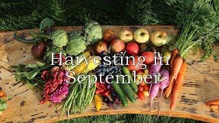 September Harvest Tour of Our Permaculture Garden