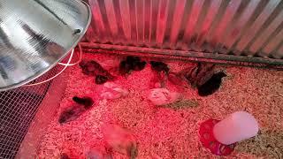 Checking in on the chicks (& ducks)