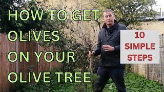 How to get OLIVES on your OLIVE TREE | 10 Simple Steps | Olive tree care