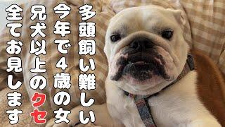 ブルドッグ多頭飼い生活がどれだけ楽しいかコレを観れば全てわかります。【まるこOL編】