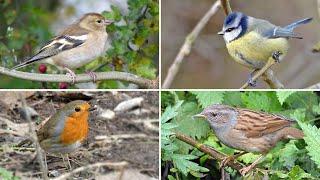 Identify Your Garden Birds - 20 UK Birds with Songs and Calls