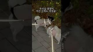 퇴근 후 강아지 산책할 때 필수 하네스#강아지산책 #강아지리드줄 #강아지 #강아지쇼츠 #강아지하네스 #애견용품