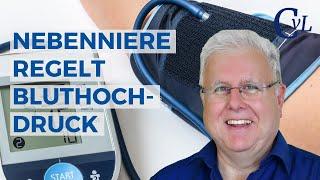 Nebenniere regelt Bluthochdruck; Diabetes, Hitzewallungen, Wasserhaushalt, Testosteron