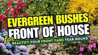 TOP 10 Evergreen Bushes That'll Beautify Your Front Yard YEAR-ROUND!   CURB APPEAL SECRETS!