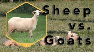 Homesteading Considerations: Sheep or goats?