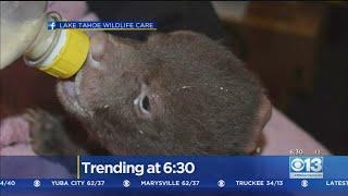 Lake Tahoe Wildlife Care Takes In Pair Of Young Bear Cubs