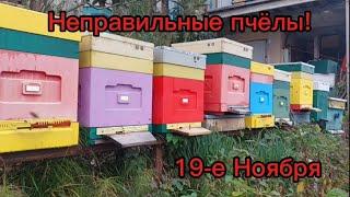 Неправильные пчёлы, 19 ноября.