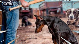 MALTRAITANCE DES ANIMAUX : LE MOMENT D'AGIR EST ARRIVÉ ! | GPTV INTERVIEW