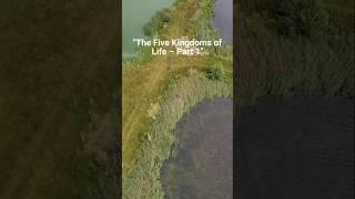 Exploring Earth's Essential Life Kingdoms PART 1 #kingdom #biodiversity #11biology #neetpreparation