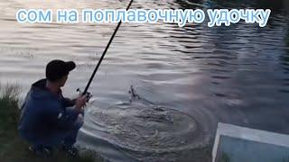 сом с берега на поплавочную удочку #сомнапоплавок #принципыловли #лучшиеместа