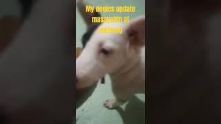 My #healthy #pets #doglover #goodvibes #nice #happy #highlights #viralvideo #shorts #roxane