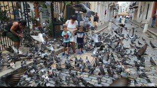 Parque de las Palomas (Pigeon Park) Old San Juan, Puerto Rico 8/2022