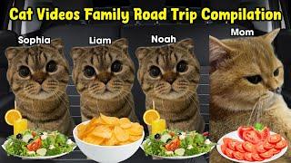 Cat Videos Family Road Trip COMPILATION