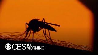 Mosquitos: Pests or deadly predators?