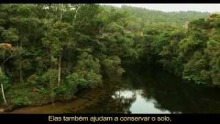 Florestas Plantadas: Grandes Aliadas do Planeta