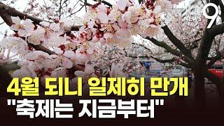 4월 되니 일제히 만개…여의도 벚꽃축제 사실상 연장