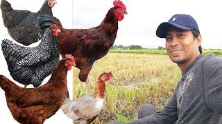 MGA BREED NA INUMPISAHAN KO AT BAKIT ANG MGA BREED NA ITO? || Raising Chickens Vlog 8