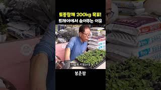토종참깨 트레이 모종 솎아주는 이유