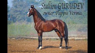 Beautiful Marwari stallion Gurudev sire Vijaydev ,owner Pappu Verma 9987327779