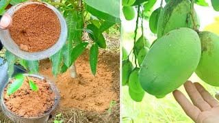 The best organic fertilizer for mango plants in pots