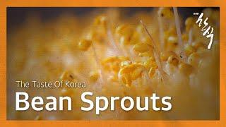 Hansik The Taste of Korea Hansik Documentary EP 12 Bean Sprouts