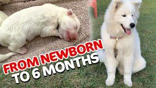 A Samoyed Puppy Journey From Newborn to 6 Months