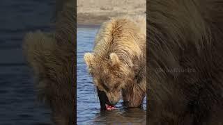 Brown Bear Eating Salmon #nature #wildlife #bear #brown #salmon #fish #wild #fishing HA90634