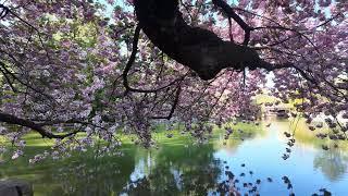 Brooklyn Botanic Garden Peak Cherry Blossom & Tulip Peak Bloom New York City #nyc #bbg