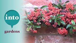 Pyracantha: Plants for October