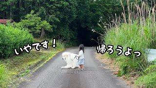 【可愛い】2歳児との散歩が楽しすぎるあまり超大型犬が帰宅拒否を始めちゃいました…｜グレートピレニーズ&オールドイングリッシュシープドッグ&トイプードル