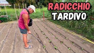 Ti mostro COME e QUANDO TRAPIANTARE il RADICCHIO TARDIVO