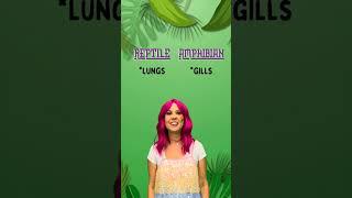 Lexilou’s Animal Fun: Amphibians and Reptiles! #learningvideos #learningforkids