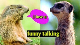 funny animals talking || hindi debed || fun superfast