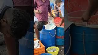 Versova fish market