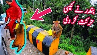 Murree Bandar Gali, Ayubia Monkey Point, Bandar Mama, Bandar, Galyat, Nathia Gali Bender