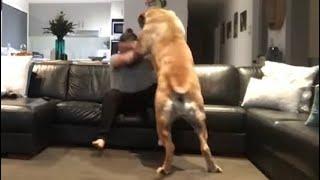 Huge Boerboel playing with Dad