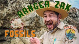 How to find Fossils | Nature Education for Kids