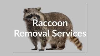 Raccoon Control Service in Mississauga