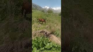 Поход на Большое Алмаатинское Озеро