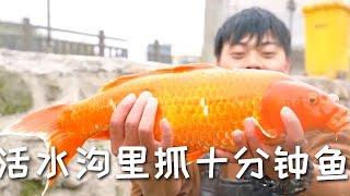 【戶外捕魚vlog】花八百帶表妹在活水溝裏抓十分鐘魚，沒想到竟然把老板盤哭了…#三農