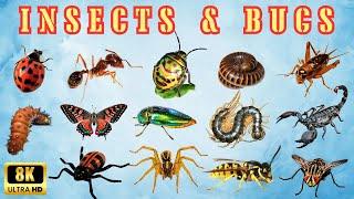 Know Insects & Bugs | Virtual tour to World of Insects | Add insects name to the English Vocabulary