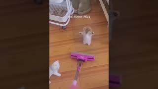 Funny Cats#cuteanimals #funnyshorts #pets #viralanimals #animalpranks #shorts #cats #bestpetvideos